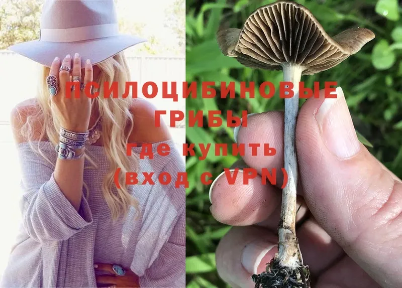 Галлюциногенные грибы Psilocybine cubensis  сколько стоит  Отрадная 